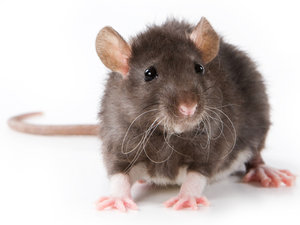 rat-Rat85